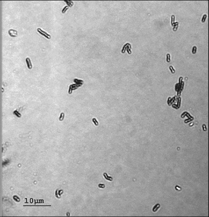 bacteria_gram.jpg