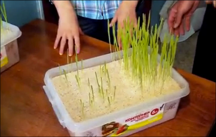 crops.jpg