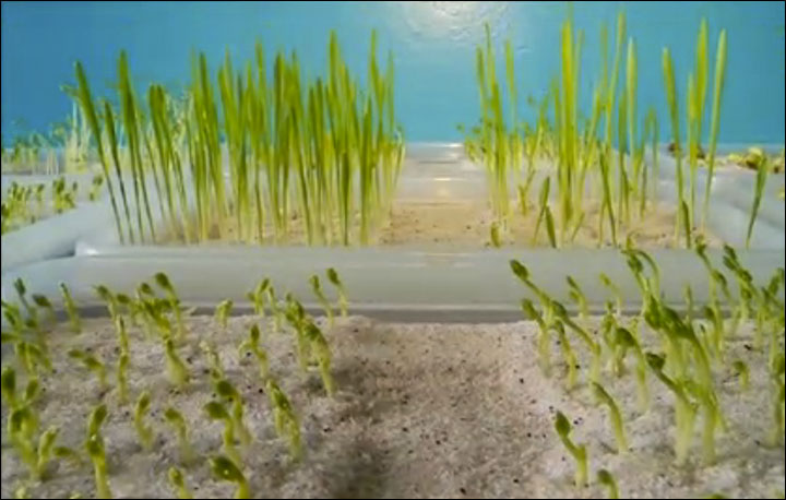 crops_2.jpg