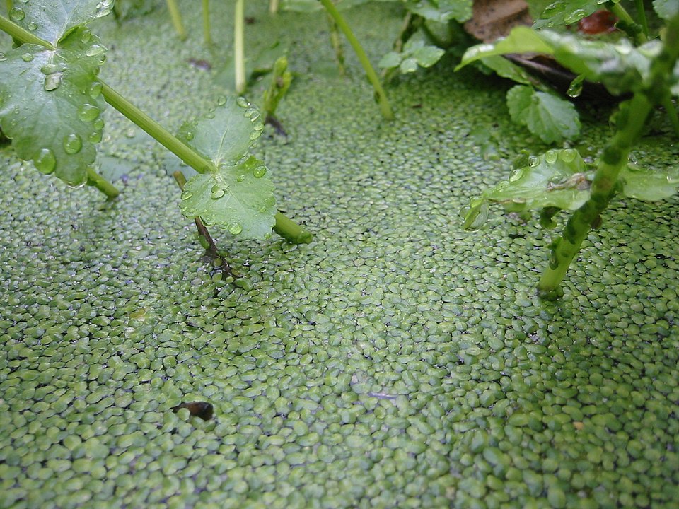 1CommonDuckweed.jpg