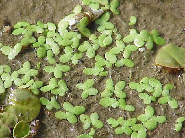 1Lemna_minor1.jpg