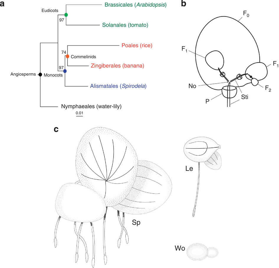 Lemnoideae_Systematics_&_Biology.jpg