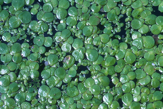 Spirodela_polyrrhiza.jpg