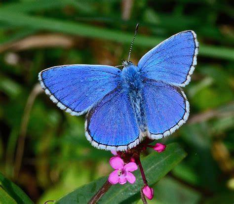 adonisblue.jpg