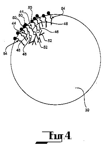 fig4.jpg