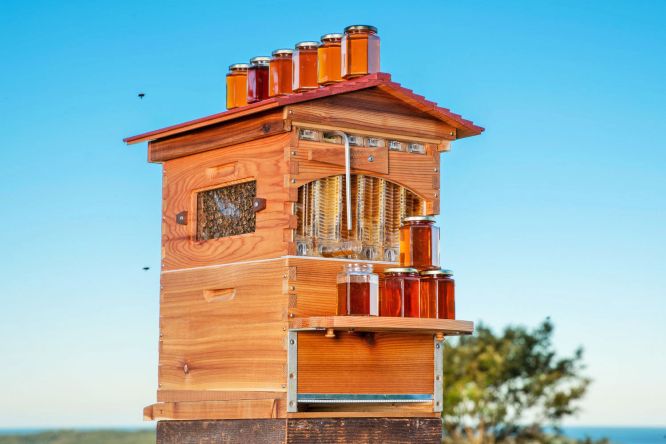 bees2.jpg