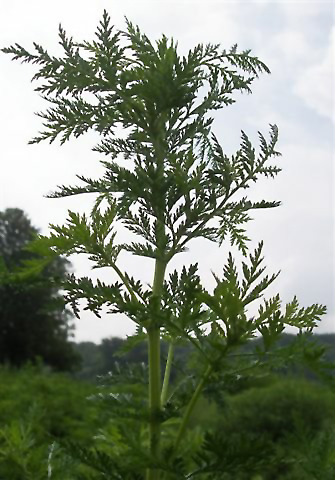 Artemisia_annua.jpg