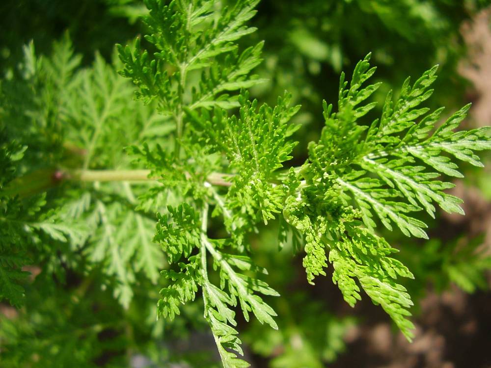 artemisinannua.jpg