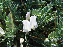 Astragalus_tragacantha.JPG