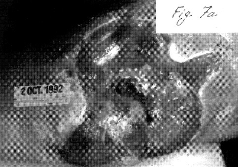 fig7a.jpg