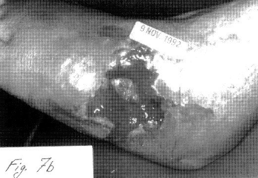 fig7b.jpg