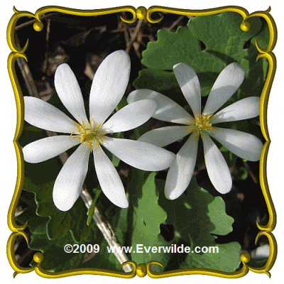 Sanguinaria-canadensis.gif