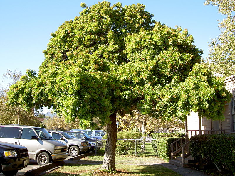 Brazilian_pepper_tree.jpg