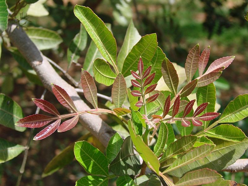 Schinusterebinthifolius_leaves.jpg