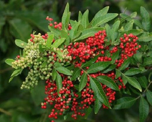brazpeppertree.jpg