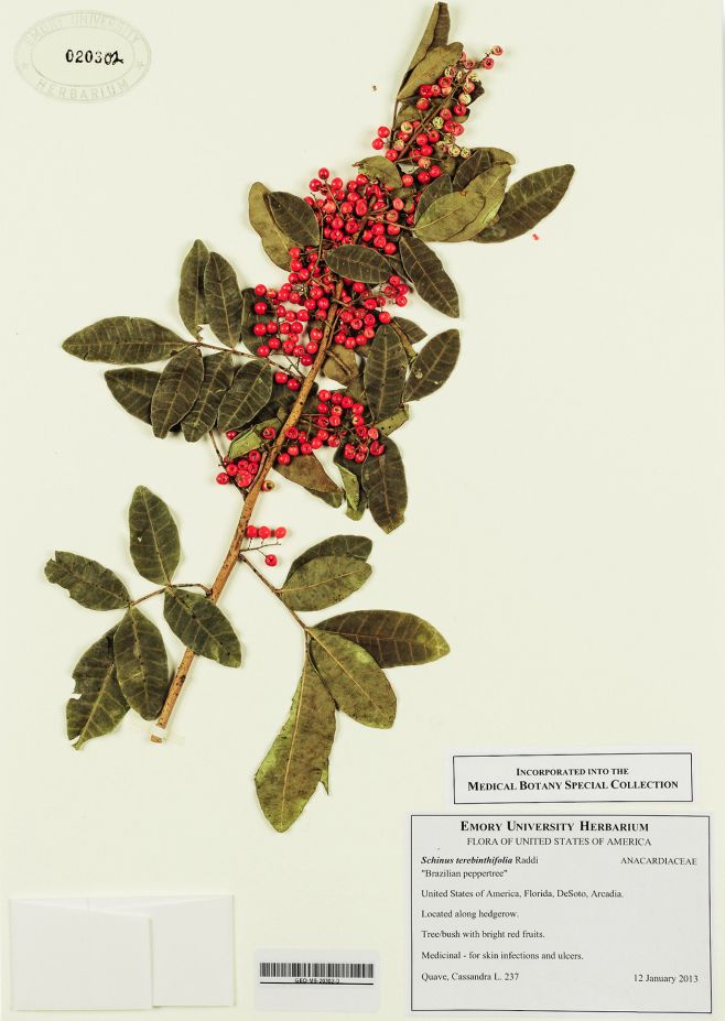 ethnobotany2o.jpg