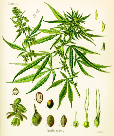 Cannabisatl.jpg