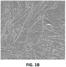 fig1b.jpg