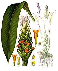 Curcuma.jpg
