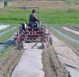 papermulch1.jpg
