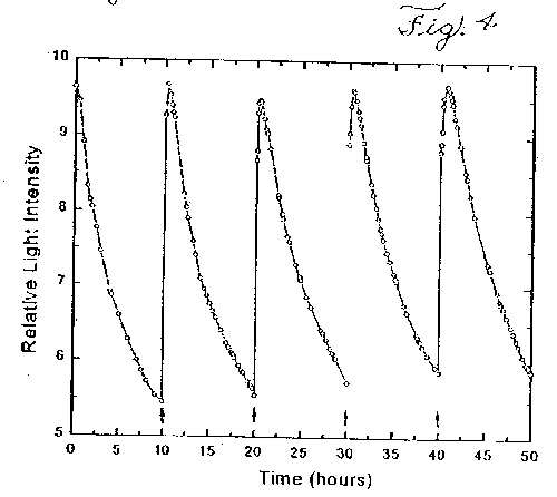 fig4.jpg