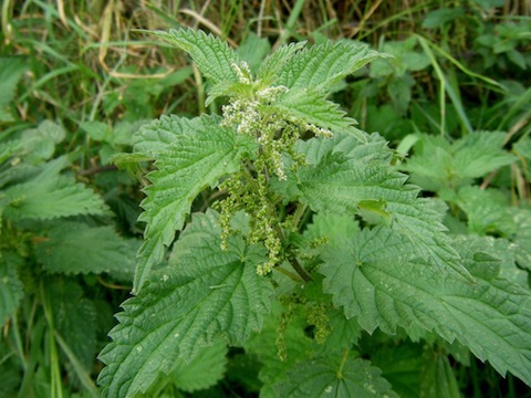NettleCommon.JPG