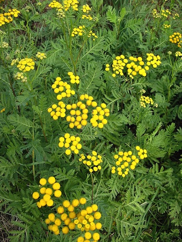 tansy.jpg