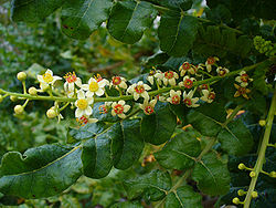 Boswelliasacra.jpg