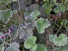 Pelargonium_sidoides.jpg