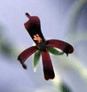 PelargoniumherbFR.gif