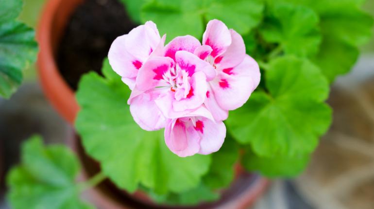 flower.jpg