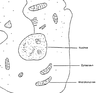 1fig1.gif