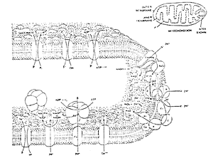 2fig1.gif