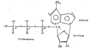 3fig1.gif