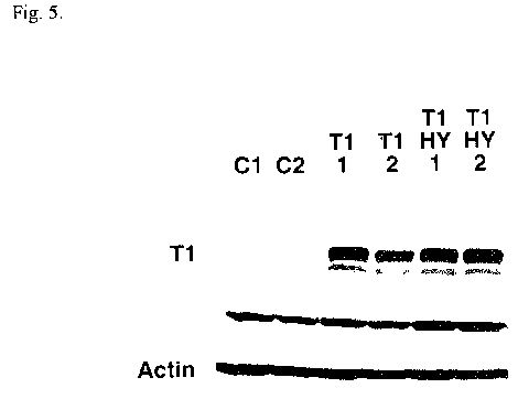us2005abcd.jpg