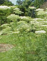 Cnidiumsilaifolium.jpg