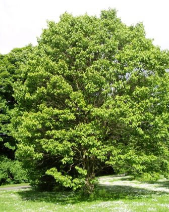 Hoveniadulcis.jpg