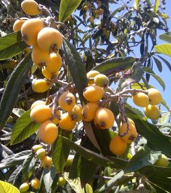 Loquat.jpg