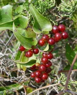 Smilax.jpg