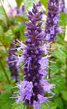 agastacherugosa.jpg