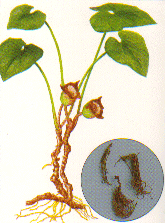 asiasariRadix.gif