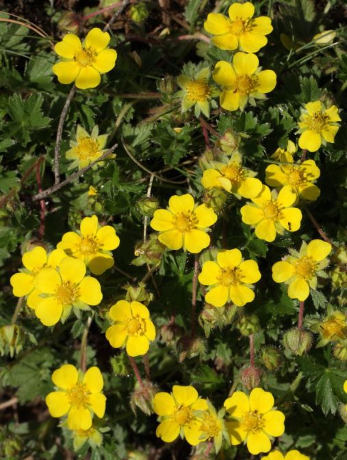 cinquefoilpotentilla.jpg