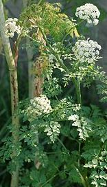 dropwort.jpg
