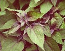 eupatoriumrugosachoco.jpg