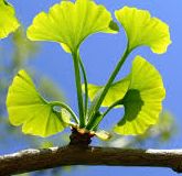 gingko.jpg