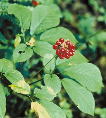 ginseng1.jpg