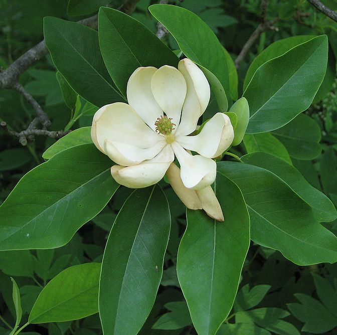 magnolia.jpg