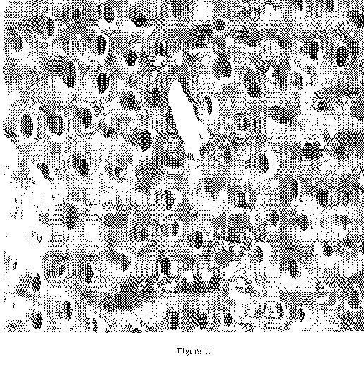 fig7.jpg