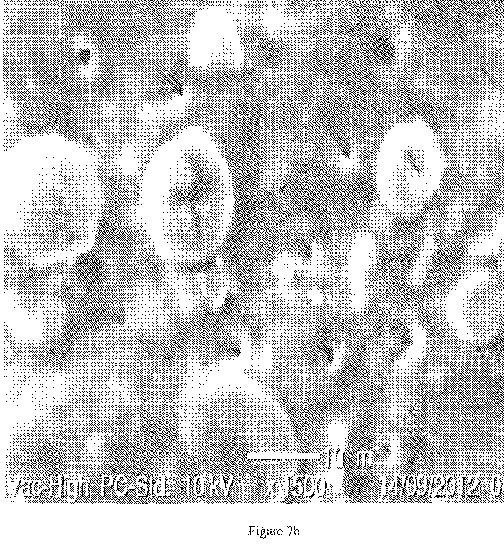 fig7b.jpg