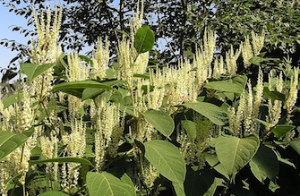 Fallopiajaponica.jpg